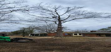 Tree M Removal LLC