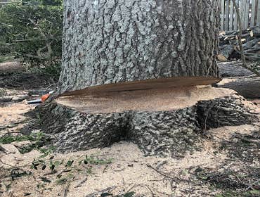Photos by Jr & Dubon Tree Service #1