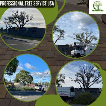 Professional Tree Service Usa