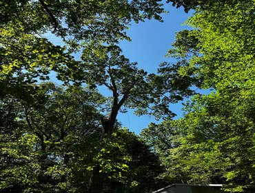 Flores Tree Services General & Landscaping