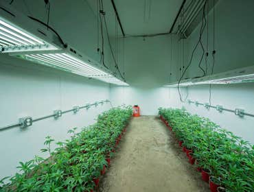 Grow Photos