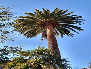Photos by Moreno Tree Service #1