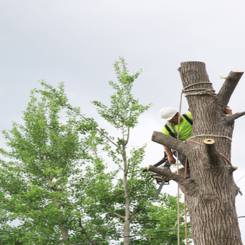 M&w Tree and Landscaping LLC