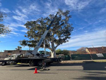 Photos by California Green Tree Care #1