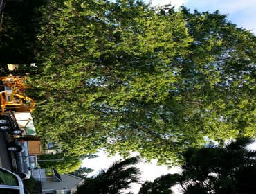 Oak trees Thinning
