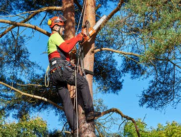 Photos by Lumberjack Jake’s South Florida Tree Service #1
