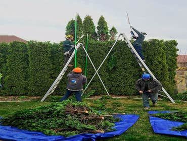 Photos by Artistic Treeworks #1