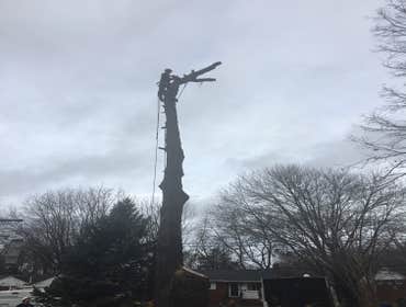 Photo(s) from Bonilla Tree Service Inc
