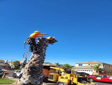 Photos by Pro M Tree Service #24