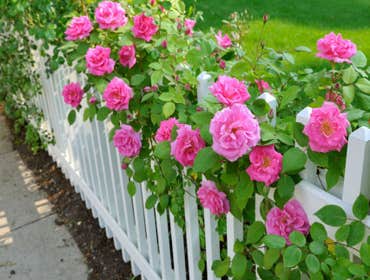 Fences