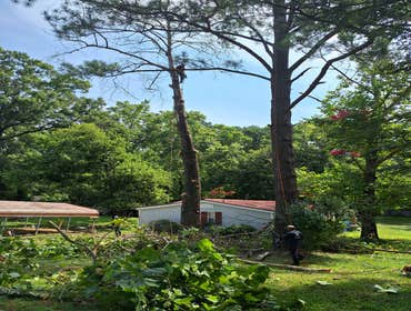 Photos by Master Tree Service LLC #1