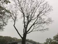 Photos from Big Brothers Tree Service & Landscaping Inc