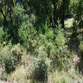 Weed Abatement in Healdsburg