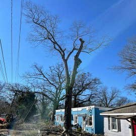 Photos by Dominguez Tree Service #2