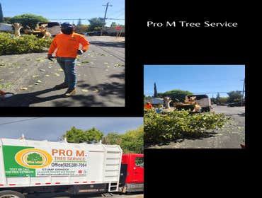 Photos by Pro M Tree Service #56