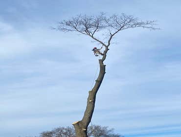 Photos by E. Sanchez Tree Services #4