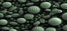 Mold enlargement