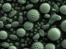 Mold enlargement