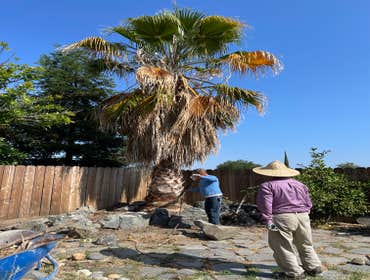 Photos by Cal Valley Landscape #6 Trees and palms tree removal