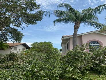 Photos by Arbobella Tree Service #1