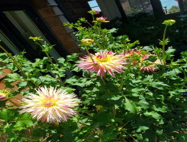 Photos by Tuyub Landscaping #21