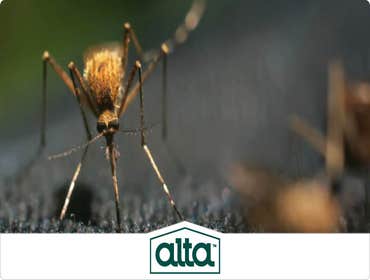 Photos by Alta Pest Control #1