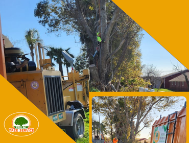 Photos by Pro M Tree Service #46