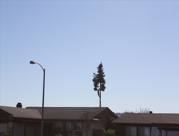Photos by Estates Tree Service #1