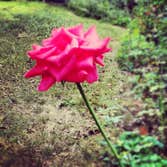 Alfa Castle Landscaping Photos