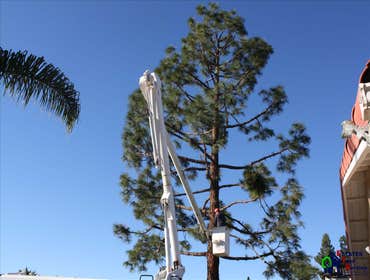 Photos by Estates Tree Service #1