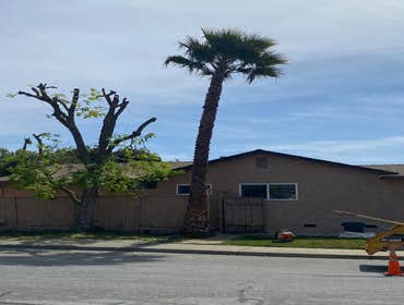Photos by Jose Marin Tree Service #1