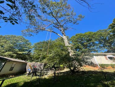 Photos by Dominguez Tree Service #5