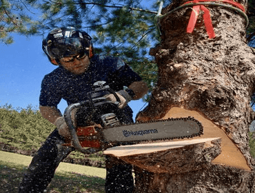 Photos by Mark's Professional Tree Service #1