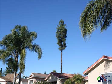 Photos by Estates Tree Service #1