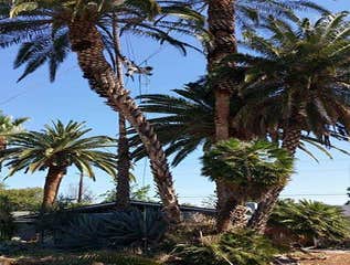 Photos by Villeda Tree Services #1