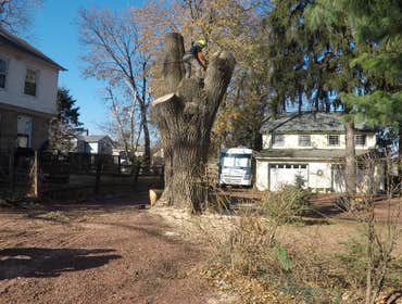 Photos from Flores Tree Service and Landscaping Inc