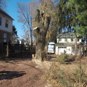 Photos from Flores Tree Service and Landscaping Inc