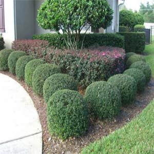 Landscaping We have a knowledgeable staff that is equipped to maintain your properties and service your needs from top to bottom. We are a complete...