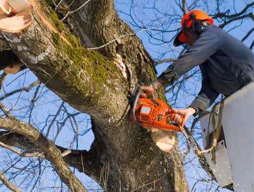 Photos by Port City Tree Service #1