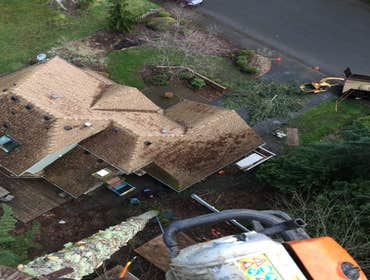 Photos from Gaea Tree Service & Roofing Some jobs we did, removals , view clearance and trees ove houses
