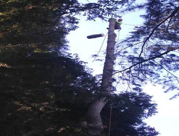Photos from TreePro Professional Tree Care