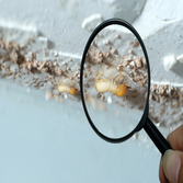Photos by Silicon Beach Termite Removal Experts #1