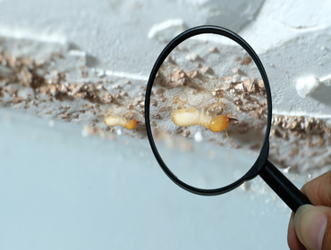 Photos by Silicon Beach Termite Removal Experts #1