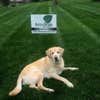Natural Beauty Lawn Care logo