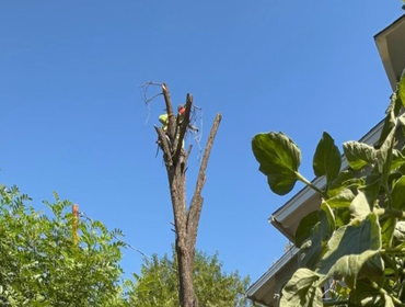 Photos by Timber Pros Tree Service #1