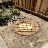 Ccl Trees Services