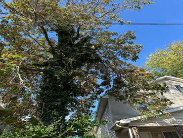 Photos by Hoffman Expert Tree Services LLC #2