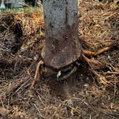 Greenbrier Tree Experts