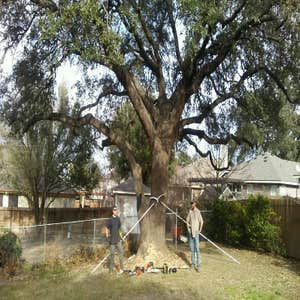Photos from Arbortex Tree Service