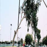 Photos by Cut Rite Tree Service Fresno #1